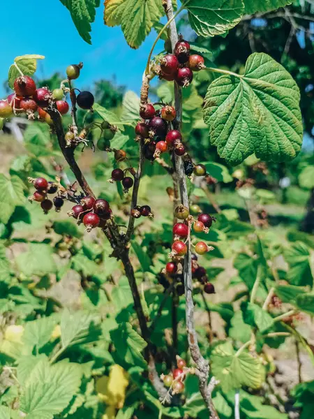 Blach üzümlü üzüm yaprağı ve böğürtlen. Yüksek kalite fotoğraf