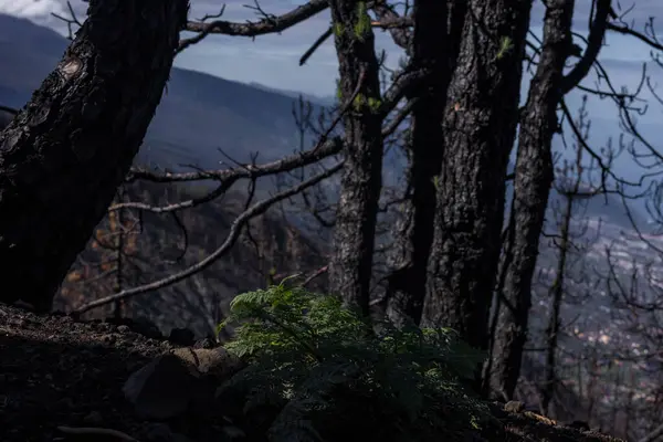 Stock image Forest fire in the afternoon. Grass and trees are burning. Fire and smoke in Tenerife. High quality photo