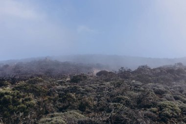 Öğleden sonra orman yangını. Çimenler ve ağaçlar yanıyor. Tenerife 'de yangın ve duman. Yüksek kalite fotoğraf