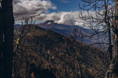 Forest fire in the afternoon. Grass and trees are burning. Fire and smoke in Tenerife. High quality photo clipart