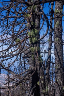 Forest fire in the afternoon. Grass and trees are burning. Fire and smoke in Tenerife. High quality photo clipart