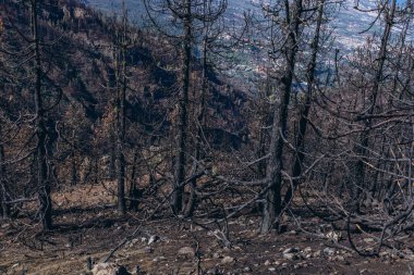 Öğleden sonra orman yangını. Çimenler ve ağaçlar yanıyor. Tenerife 'de yangın ve duman. Yüksek kalite fotoğraf