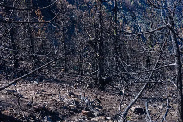 stock image Forest fire in the afternoon. Grass and trees are burning. Fire and smoke in Tenerife. High quality photo