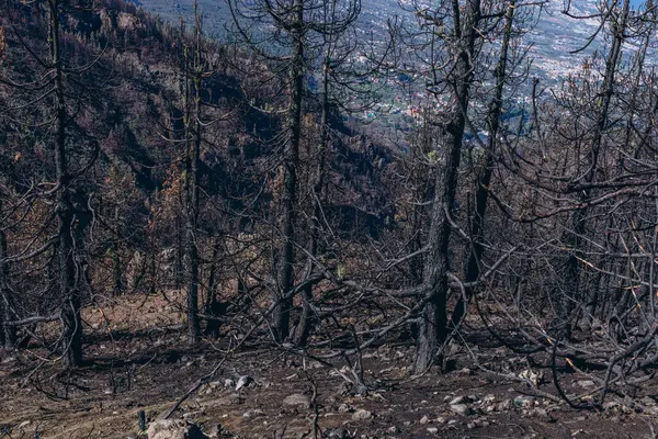 Öğleden sonra orman yangını. Çimenler ve ağaçlar yanıyor. Tenerife 'de yangın ve duman. Yüksek kalite fotoğraf