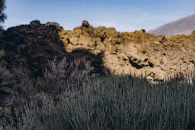 Teide volkanının tabanına ulaşmak için rota. Tenerife Kanarya Adaları İspanya. Yüksek kalite fotoğraf