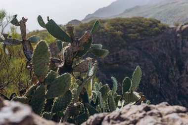 Teide yanardağının yanındaki milli parkta kaktüslü manzara yolu. Yüksek kalite fotoğraf