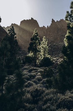 Teide volkanının tabanına ulaşmak için rota. Tenerife Kanarya Adaları İspanya. Yüksek kalite fotoğraf