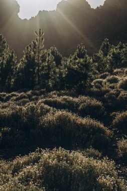 Teide volkanının tabanına ulaşmak için rota. Tenerife Kanarya Adaları İspanya. Yüksek kalite fotoğraf