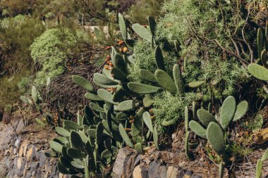 Teide yanardağının yanındaki milli parkta kaktüslü manzara yolu. Yüksek kalite fotoğraf