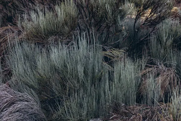 Teide volkanının tabanına ulaşmak için rota. Tenerife Kanarya Adaları İspanya. Yüksek kalite fotoğraf