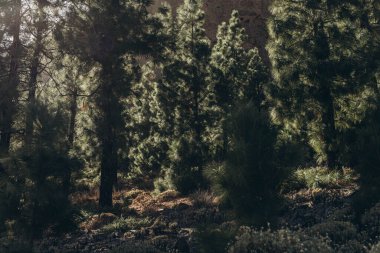 Teide volkanının tabanına ulaşmak için rota. Tenerife Kanarya Adaları İspanya. Yüksek kalite fotoğraf