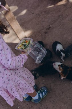 Çocuk oyun oynuyor ve kobayla besleniyor. Hayvanat bahçesine ya da çiftliğe. Yüksek kalite fotoğraf