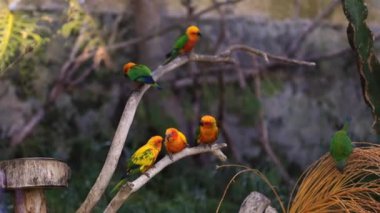 Tenerife Hayvanat Bahçesi 'nde ağaç dalında oturan renkli papağanlar. Yüksek kaliteli FullHD görüntüler