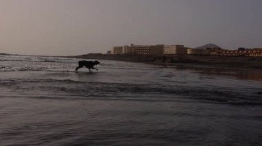 Büyük siyah köpek Tenerife 'de gün batımında kumlu sahil boyunca koşar. Ağır çekim. Yüksek kaliteli FullHD görüntüler