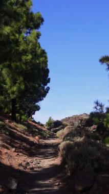 Teide volkanının tabanına ulaşmak için rota. Tenerife Kanarya Adaları İspanya. Yüksek kaliteli FullHD görüntüler