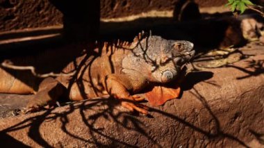 Galapagos Land Iguana - Tenerifedeki sarı kara iguanası. Erkek kara iguanasının yakın çekimi. Yüksek kaliteli FullHD görüntüler