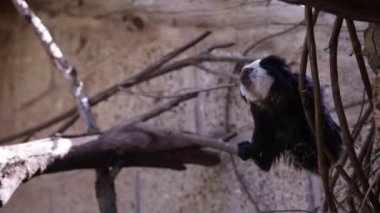 Tenerife Hayvanat Bahçesi 'nde bir dalda oturan güzel siyah armalı maymun. Yüksek kaliteli FullHD görüntüler