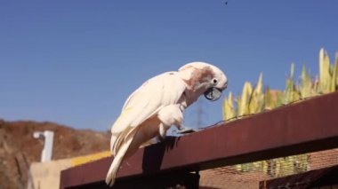 Beyaz Kakadu, Şemsiye Kakadusu, Tenerife 'de duruyor. Yüksek kaliteli FullHD görüntüler