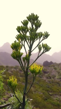 Teide volkanının tabanına ulaşmak için rota. Tenerife Kanarya Adaları İspanya. Yüksek kaliteli FullHD görüntüler