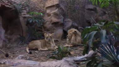 Hayvanat bahçesindeki Afrikalı Aslan iyi kalitede stok görüntüler sunuyor. Yüksek kaliteli FullHD görüntüler
