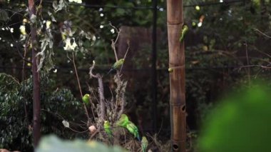 Tenerife Hayvanat Bahçesi 'nde ağaç dalında oturan renkli papağanlar. Yüksek kaliteli FullHD görüntüler