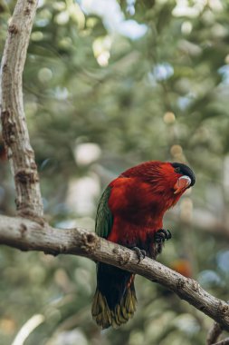 Kırmızı papağan ağaçta oturmuş Lorius Domicella yiyor. Yüksek kalite fotoğraf