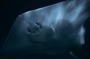 Akvaryumdaki Stingray 'e yakın. Yüksek kalite fotoğraf