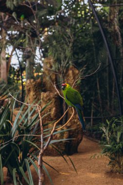 Tenerife Hayvanat Bahçesi 'nde ağaç dalında oturan renkli papağanlar. Yüksek kalite fotoğraf