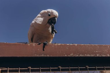 Beyaz Kakadu, Şemsiye Kakadusu, Tenerife 'de duruyor. Yüksek kalite fotoğraf