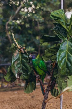 Tenerife Hayvanat Bahçesi 'nde ağaç dalında oturan renkli papağanlar. Yüksek kalite fotoğraf