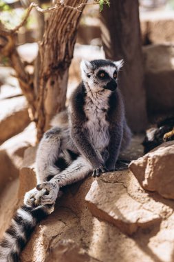 Bulanık arka planda kuyruğunu kaldırmış lemur. Yüksek kalite fotoğraf