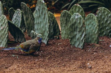 Tenerife Hayvanat Bahçesi 'nde ağaç dalında oturan renkli papağanlar. Yüksek kalite fotoğraf