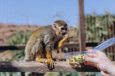 Maymunlar Tenerife hayvanat bahçesinde insan elinden yemek yerler. Yüksek kalite fotoğraf