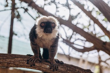 Bulanık arka planda kuyruğunu kaldırmış lemur. Yüksek kalite fotoğraf