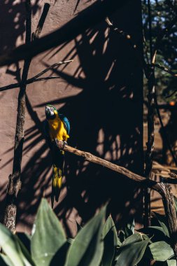 Büyük Mavi Macaw Mavi ve Altın. Tropikal ve egzotik kuşlar. Tenerife 'de bir hayvanat bahçesinde papağanlar. Yüksek kaliteli FullHD görüntüler