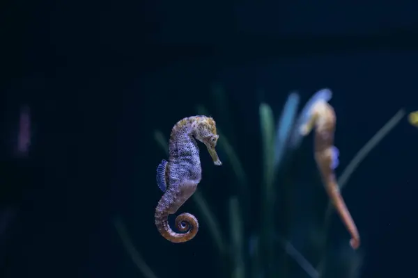 Deniz atı, sualtı portresi. Yüksek kalite fotoğraf