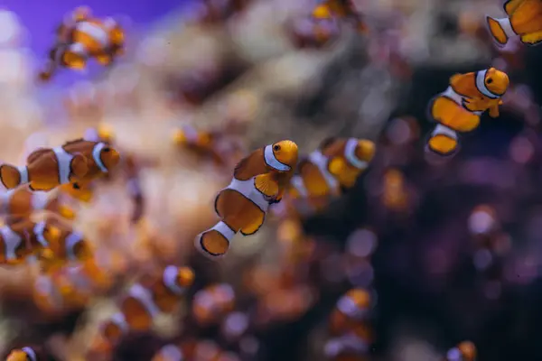 stock image Pair of swimming clownfish in the anemone, colorful healthy coral reef. Nemo, tropical fish and corals. High quality photo