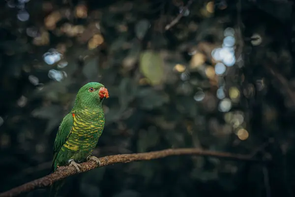 stock image Colorful parrots sitting on a tree branch in the Tenerife Zoo. High quality photo