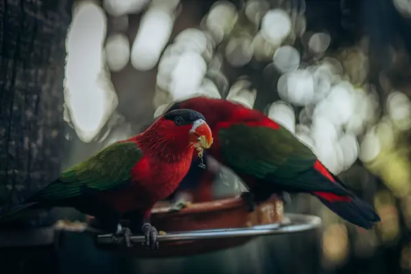 stock image Red parrot sitting in tree eating Lorius domicella. High quality photo