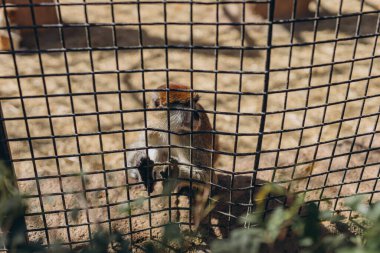 Hayvanat bahçesindeki maymun kafesin içinde oturuyor, kısıtlı alan ve gözaltı koşullarını açıkça gösteriyor. Yüksek kalite fotoğraf