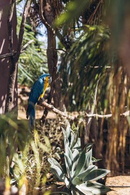 Büyük Mavi Macaw Mavi ve Altın. Tropikal ve egzotik kuşlar. Tenerife 'de bir hayvanat bahçesinde papağanlar. Yüksek kaliteli FullHD görüntüler