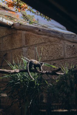 Tenerife Hayvanat Bahçesi 'nde bir dalda oturan güzel siyah armalı maymun. Yüksek kalite fotoğraf