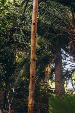 Tenerife Hayvanat Bahçesi 'nde ağaç dalında oturan renkli papağanlar. Yüksek kalite fotoğraf