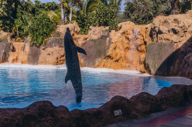 Güzel bir yunus mavi suda oyun oynuyor ve numaralar yapıyor. Yüksek kalite fotoğraf
