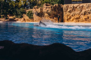 İspanya, Tenerife-26 Aralık 2023. Yunus Loro Parque 'daki mavi sularda oyun oynuyor ve numaralar yapıyor. Yüksek kalite fotoğraf