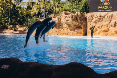 İspanya, Tenerife-26 Aralık 2023. Yunus Loro Parque 'daki mavi sularda oyun oynuyor ve numaralar yapıyor. Yüksek kalite fotoğraf