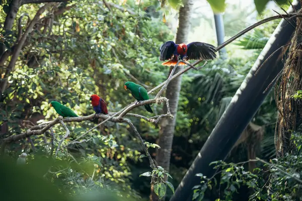 Stock image Red parrot sitting in tree eating Lorius domicella. High quality photo