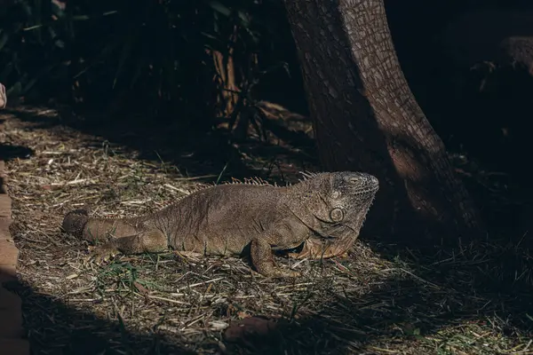 stock image Galapagos Land Iguana - yellow land iguana in Tenerife.Close up of male land iguana. High quality photo