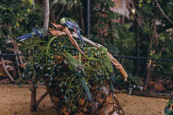 stock image Colorful parrots sitting on a tree branch in the Tenerife Zoo. High quality photo