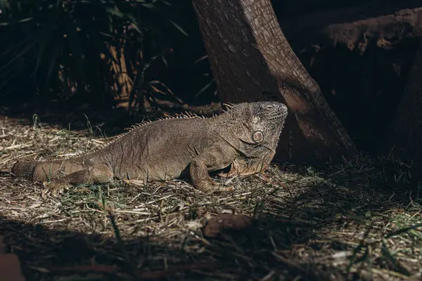 Stock image Galapagos Land Iguana - yellow land iguana in Tenerife.Close up of male land iguana. High quality photo